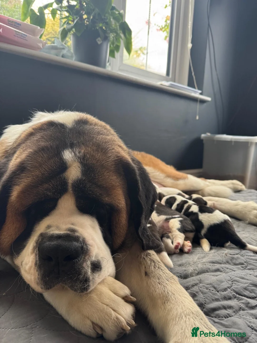 Saint Bernard dogs for sale: Outstanding St Bernard puppies for sale  - Advert 2
