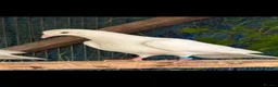 Doves birds for sale: White English pigeons/ Doves - Advert 3