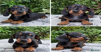 Miniature Dachshund dogs - Advert 8