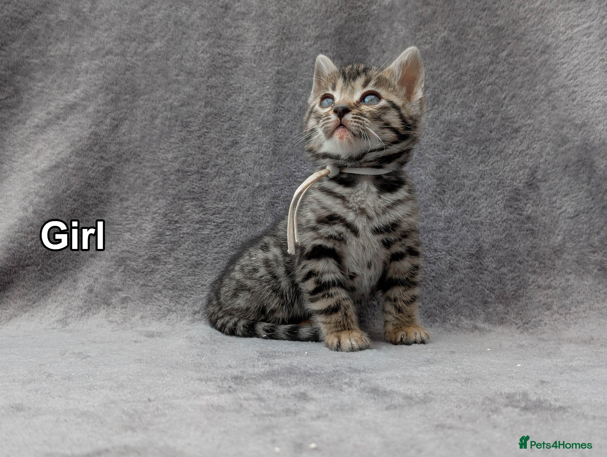 Bengal cats Bengal Kittens TICA | Glitter | Health Tested - Advert 1