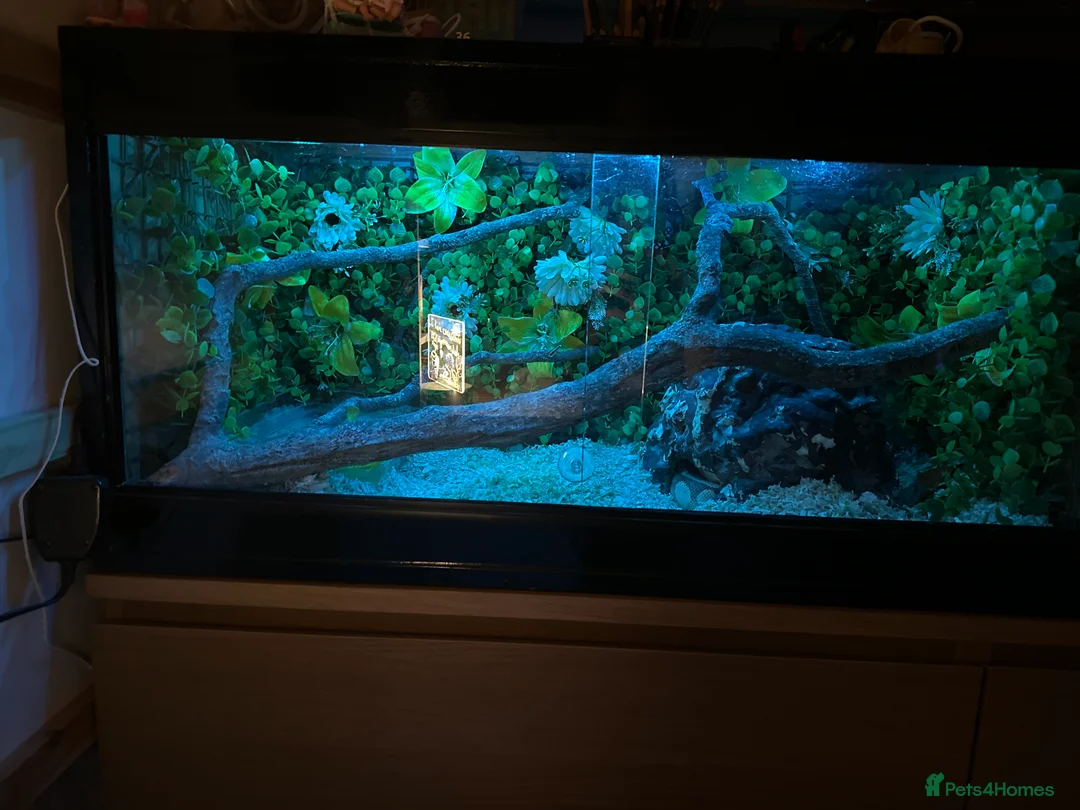 Python Snake reptiles for sale: Ball  banana pastele - Advert 2