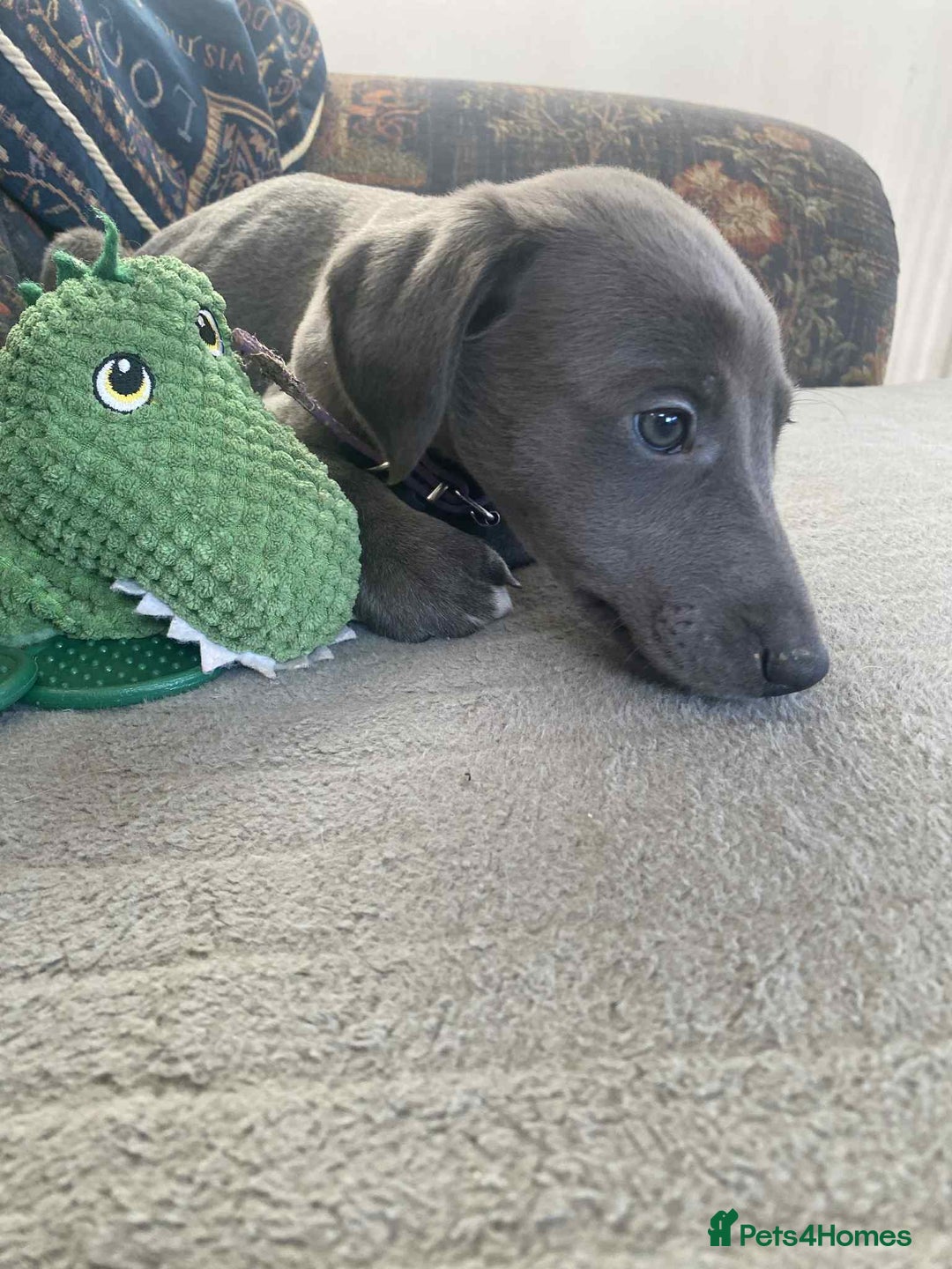 Mixed Breed dogs for sale: Beautiful Saluki x Whippet puppies - Advert 17