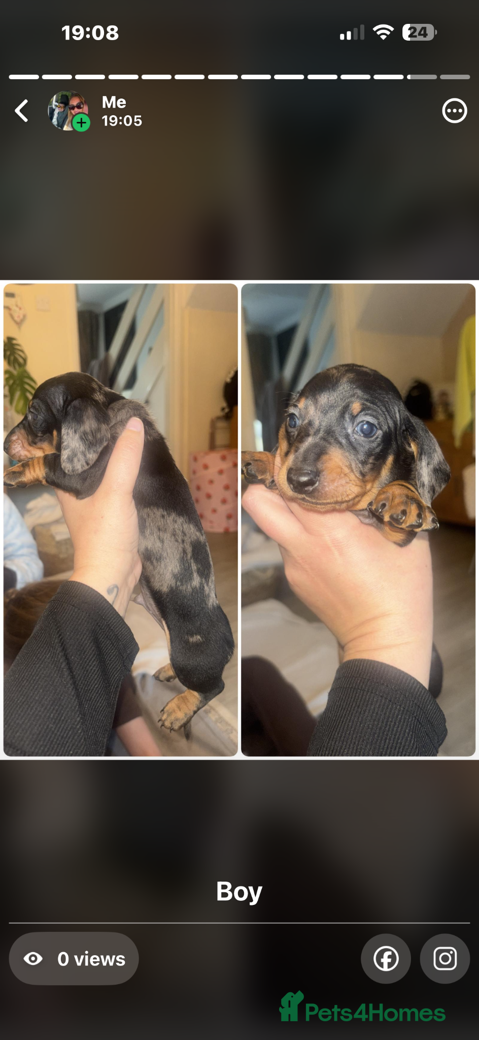 Dachshund dogs A beautiful litter of eight dachshund puppies - Advert 2