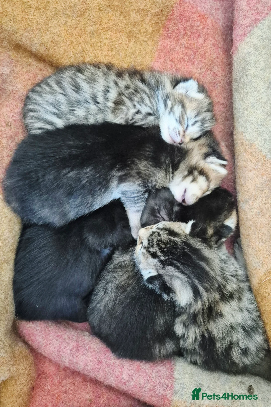 Mixed Breed cats for sale: Barn/House Kittens for Sale  - Advert 11