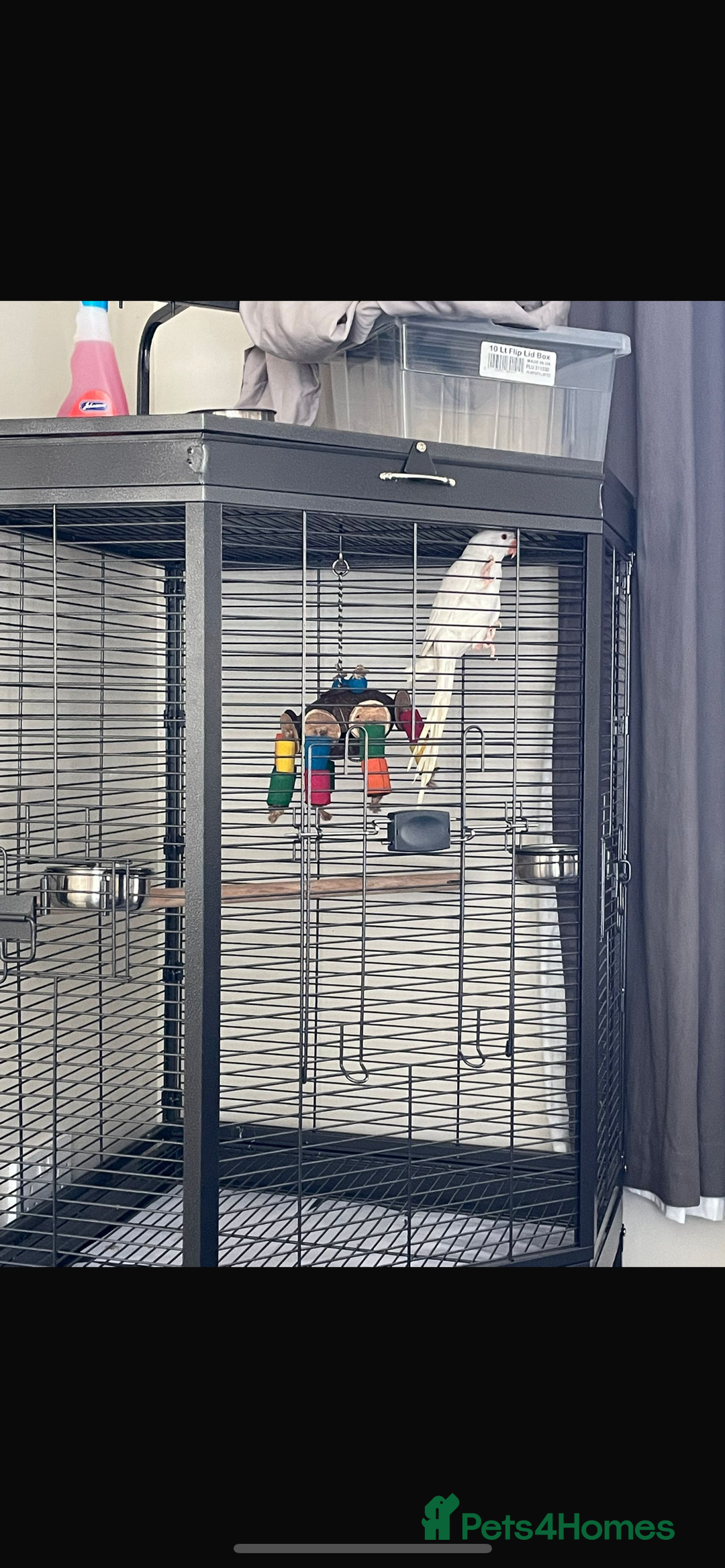 Ringnecks birds for sale: Indian Ringneck  - Advert 1