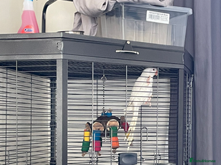 Ringnecks birds Indian Ringneck - Advert 1