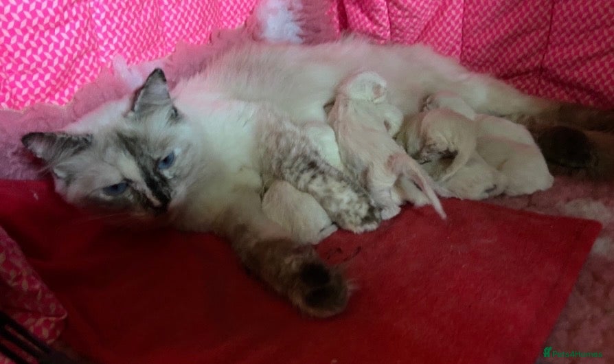 Ragdoll cats Ziggy is ready for a family💙🐾 - Advert 2