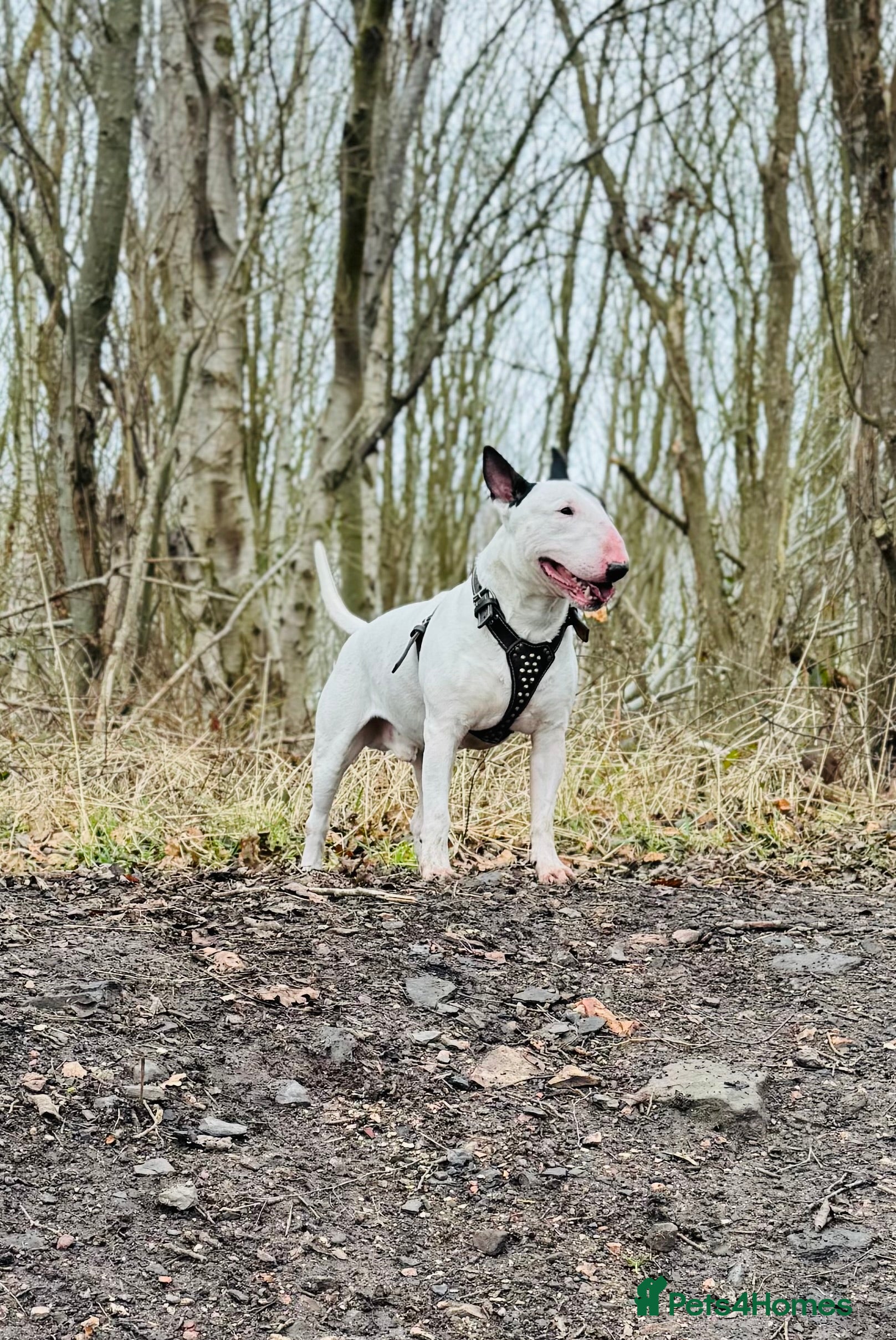 English Bull Terrier dogs fully health tested proven stud in Edinburgh - Advert 1