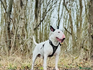 English Bull Terrier dogs in Edinburgh - Advert 18