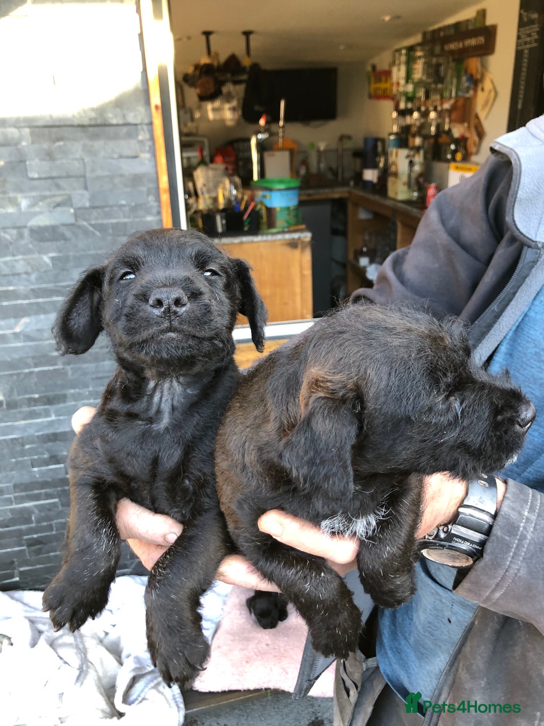 Patterdale Terrier dogs for sale: Chocolate Patterdale terriers  - Image 3