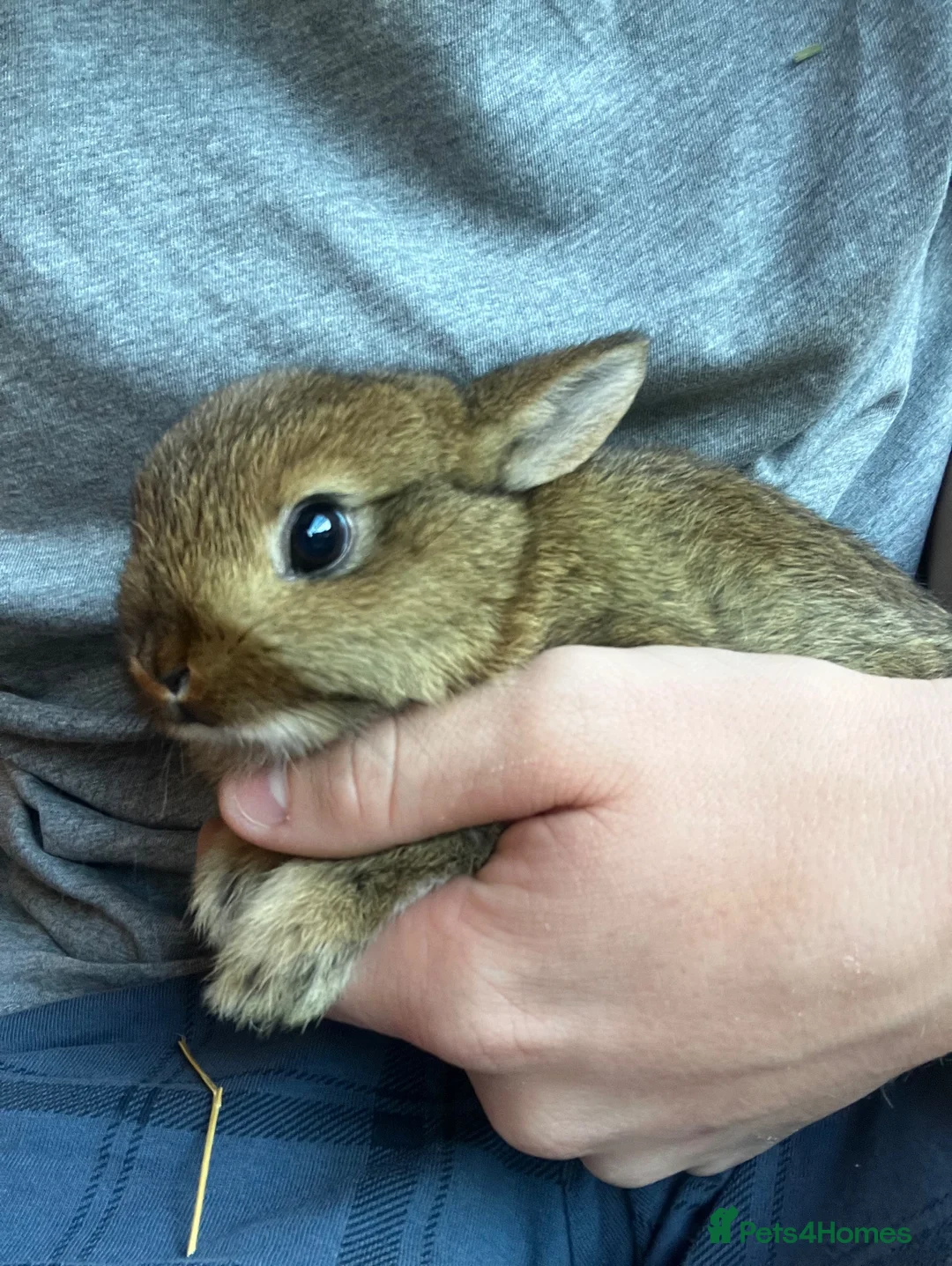 Netherland Dwarf rabbits for sale: Reserved! - Advert 2