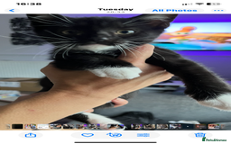 Mixed Breed cats for sale: 2 kittens left ready now! - Image 8