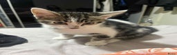Domestic Shorthair cats for sale: Domestic shorthair tabbys  - Advert 2