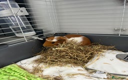 Guinea Pig rodents for sale: Cookie  - Image 3