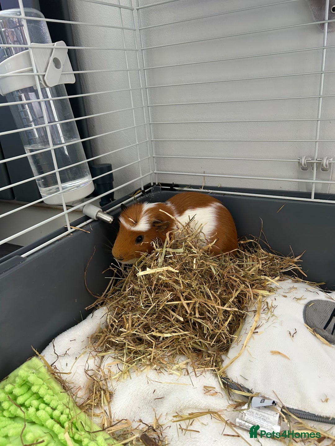 Guinea Pig rodents for sale: Cookie  - Image 3