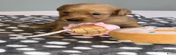 Golden Retriever dogs for sale: KC Fox Red Golden Retriever Puppies  in ELY - Advert 24