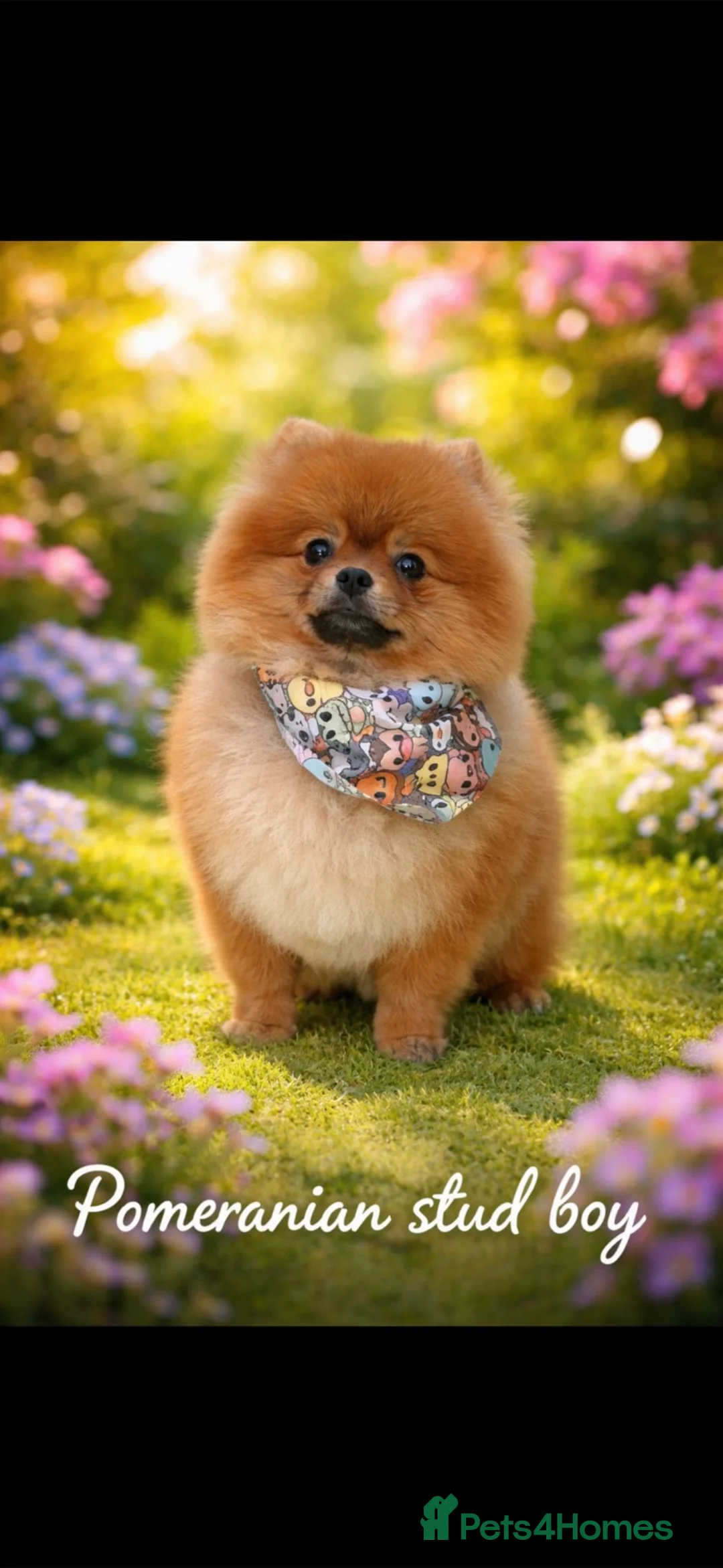 Pomeranian dogs for stud: Tea cup Pomeranian stud  in Peterborough - Advert 2
