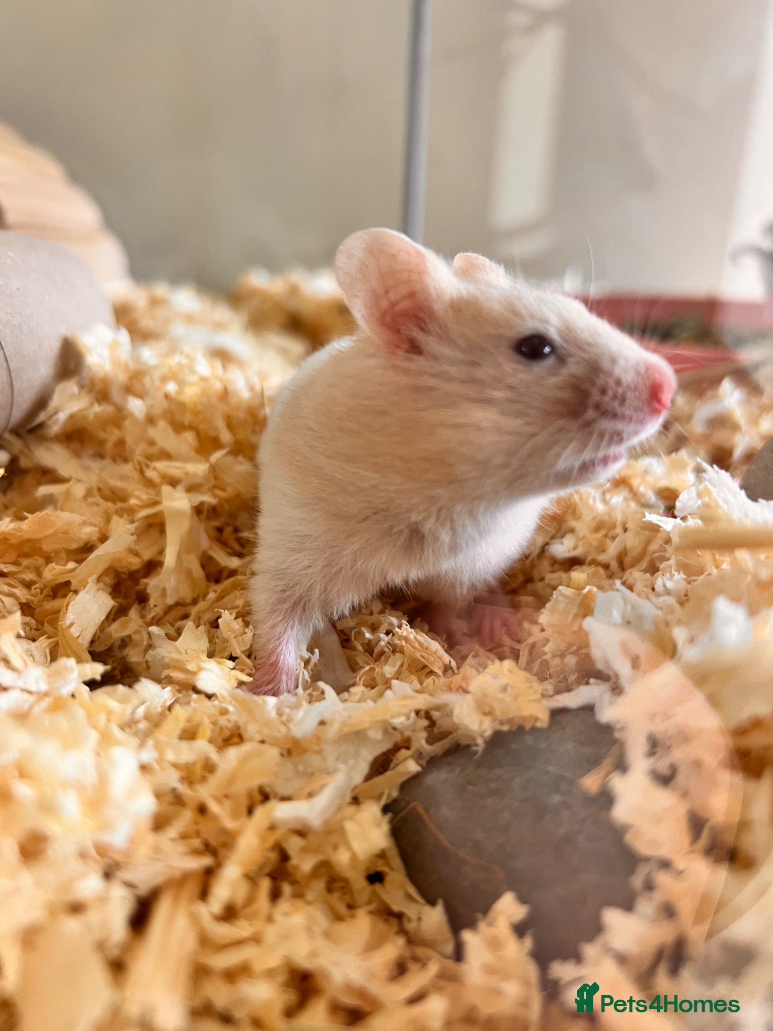 Hamster rodents Baby syrian hamsters  - Advert 16