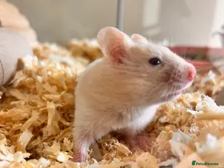 Hamster rodents Baby syrian hamsters - Advert 16