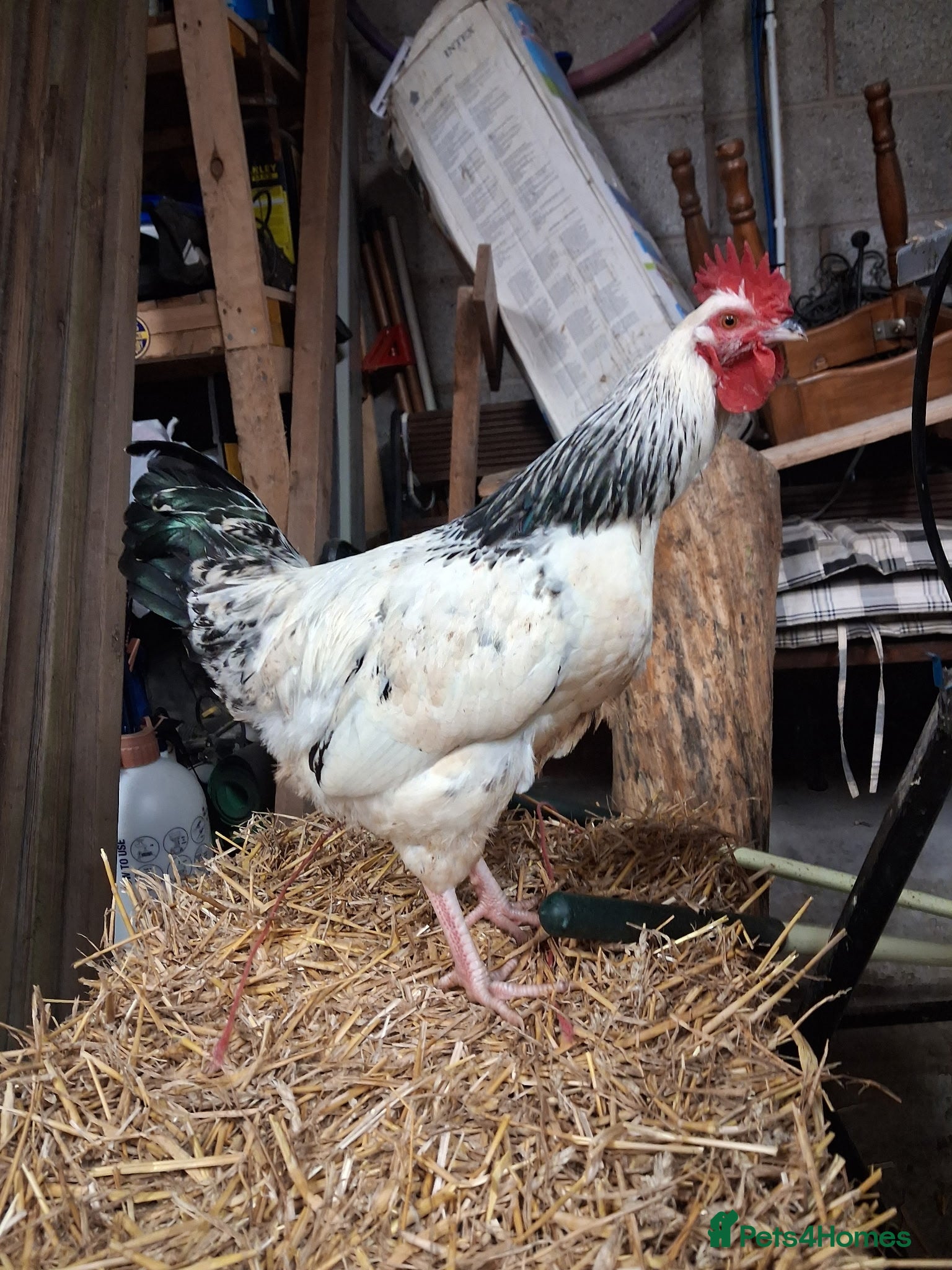 Chickens poultry Sussex rooster  in Bedworth - Advert 2