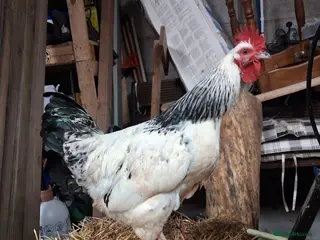 Chickens poultry Sussex rooster in Bedworth - Advert 2