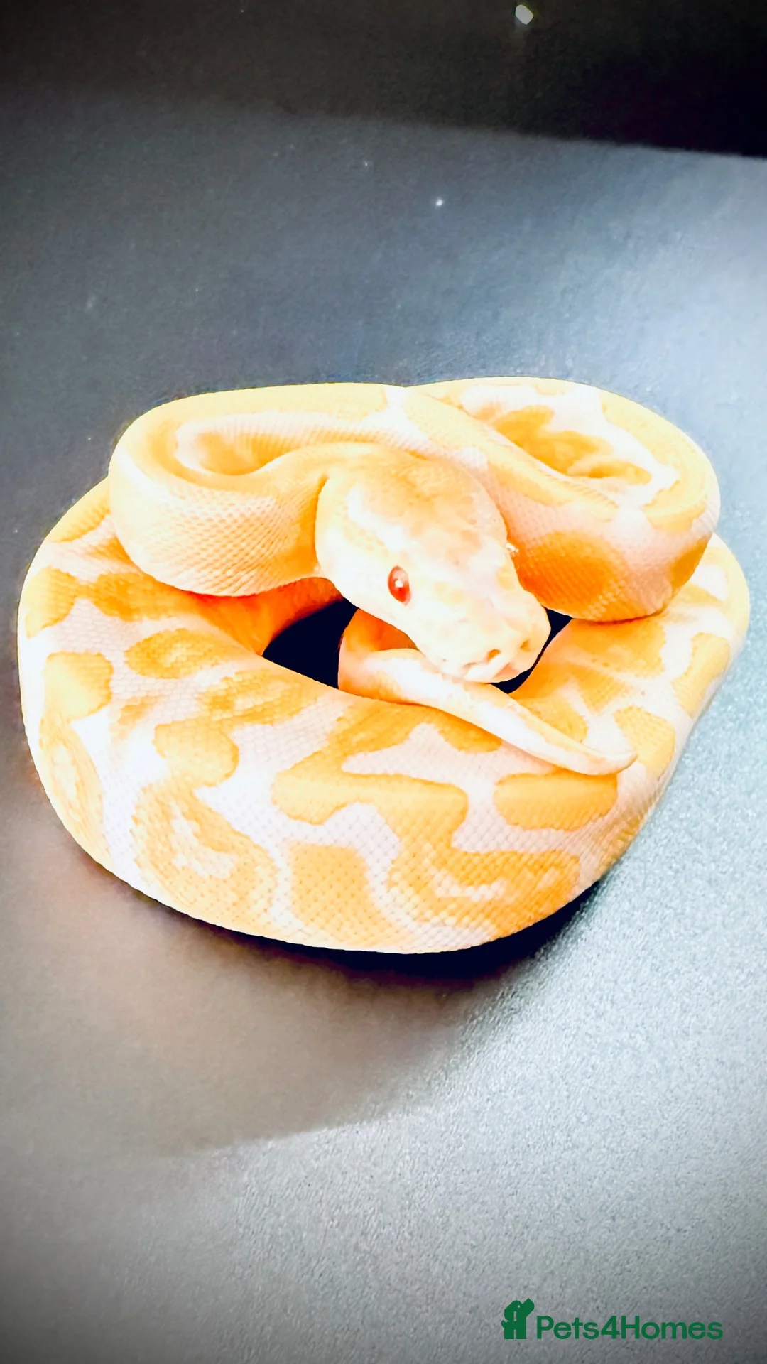 Python Snake reptiles for sale: 1.0 GHI, Leo, 66% het Pied  - Advert 2