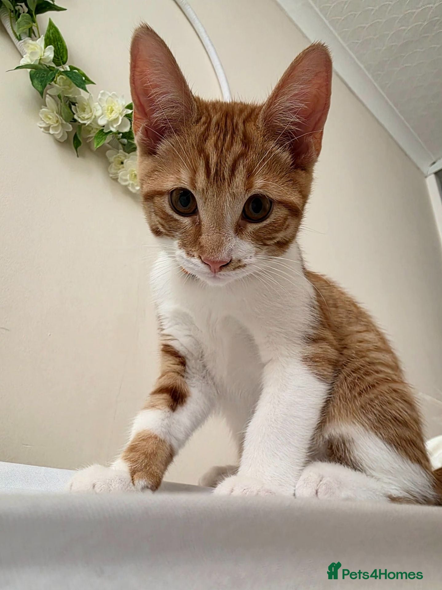 Mixed Breed cats Adorable Male Kitten Looking for His Forever Home! - Advert 16
