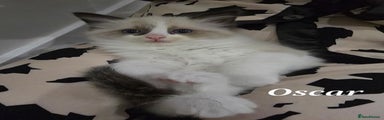 Ragdoll Kitten Oscar 