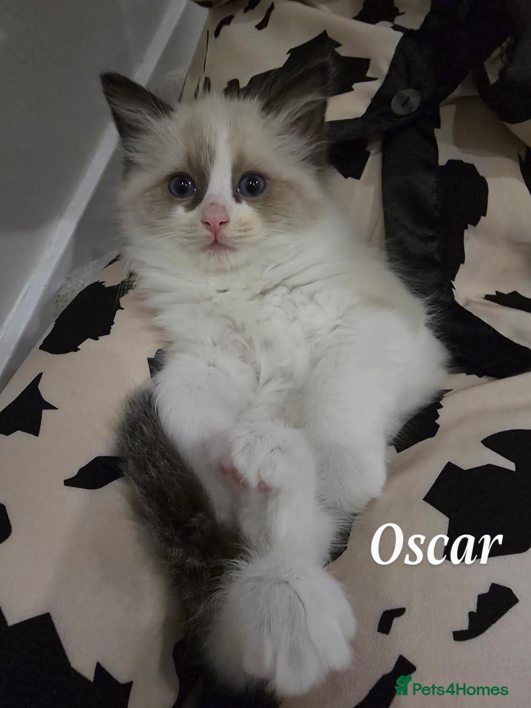 Ragdoll cats for sale: Ragdoll kittens - Advert 6