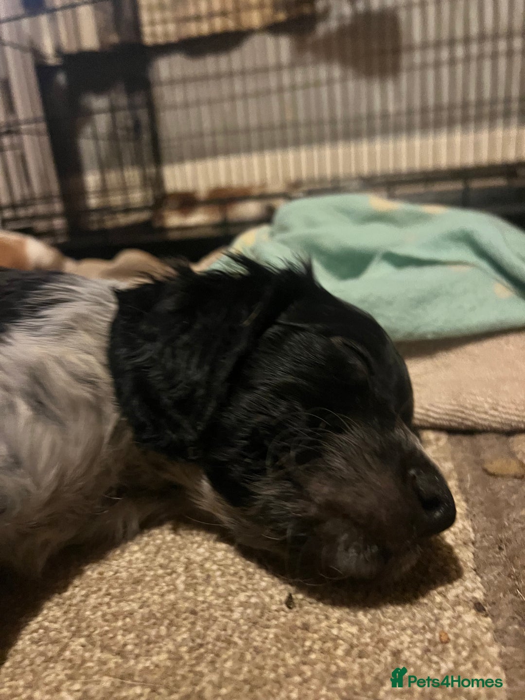 Brittany Spaniel dogs for sale: Brittany puppies for sale  - Image 13