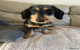 Mixed Breed dogs for sale: 5 month old female dachshund cross puppy - Image 1