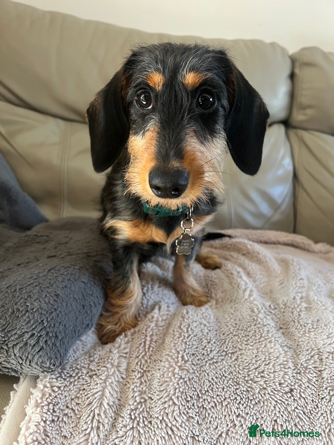 Mixed Breed dogs for sale: 5 month old female dachshund cross puppy - Image 1