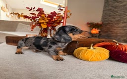 Miniature Dachshund dogs for sale: OUTSTANDING TRUE TO TYPE SMOOTH MINI DACHSHUNDS  - Image 4