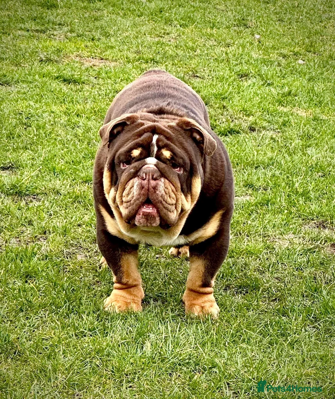 English Bulldog dogs for stud: Grandson of the Legendary City’s Ace  in London - Advert 13