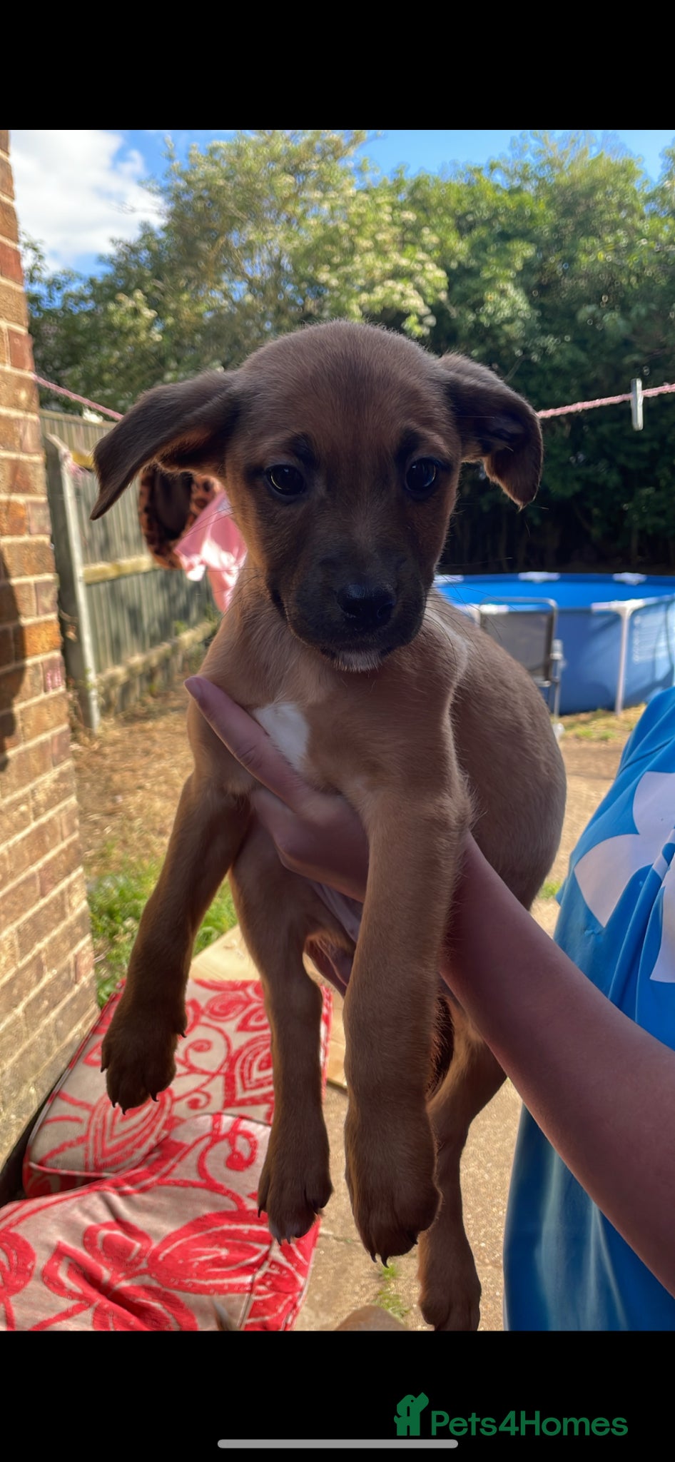 Mixed Breed dogs ReadyToLeave🐶 - Advert 15