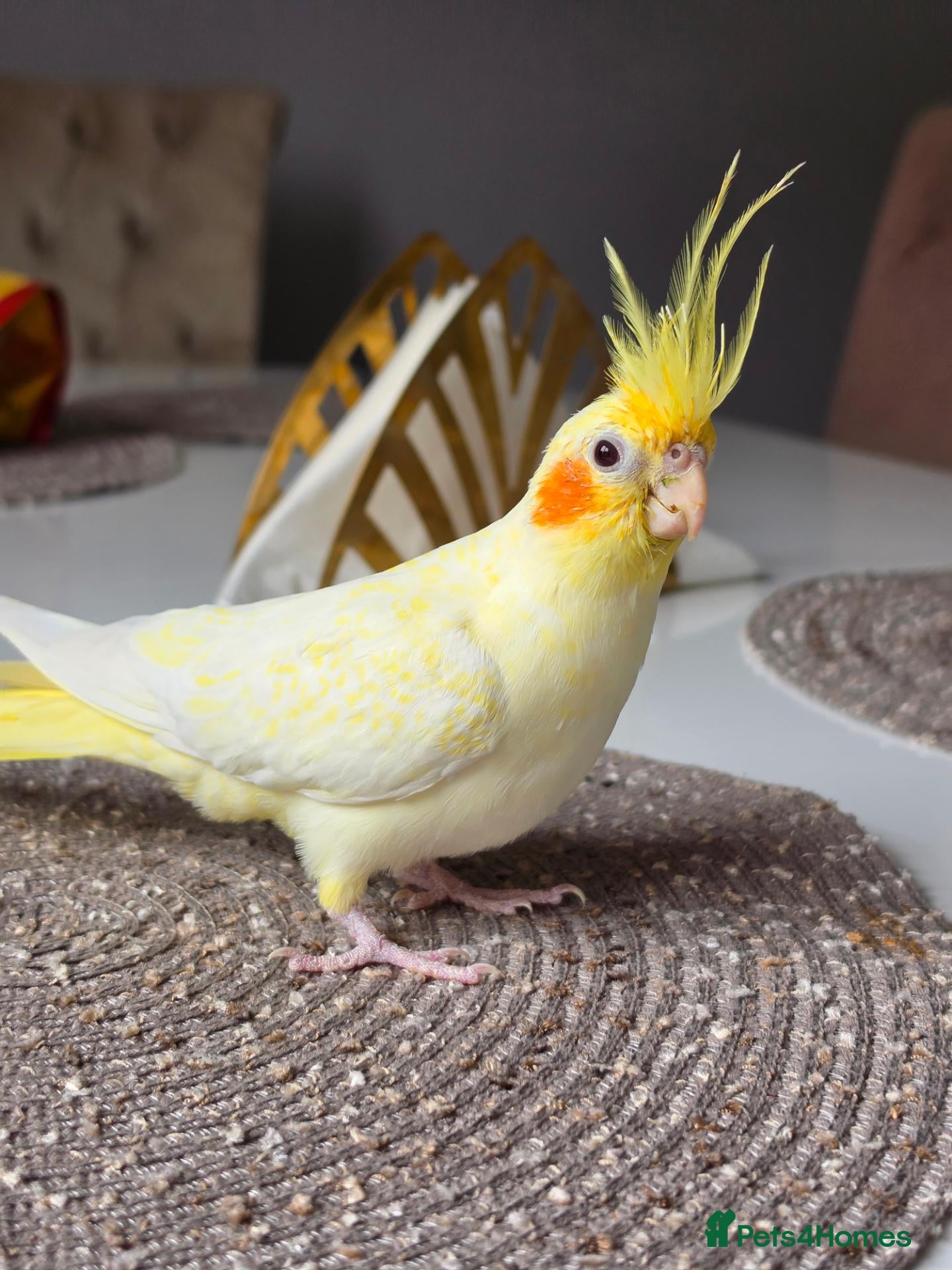 Cockatiels birds Beautiful Friendly Cockatiel💛 10 month old.  - Advert 1