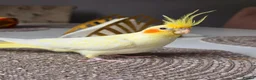 Cockatiels birds for sale: Beautiful Friendly Cockatiel💛 9 month old.  - Advert 1