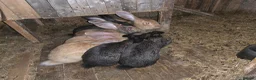 Continental Giant rabbits for sale: Continental giant rabbits Born on 3rd May - Advert 7