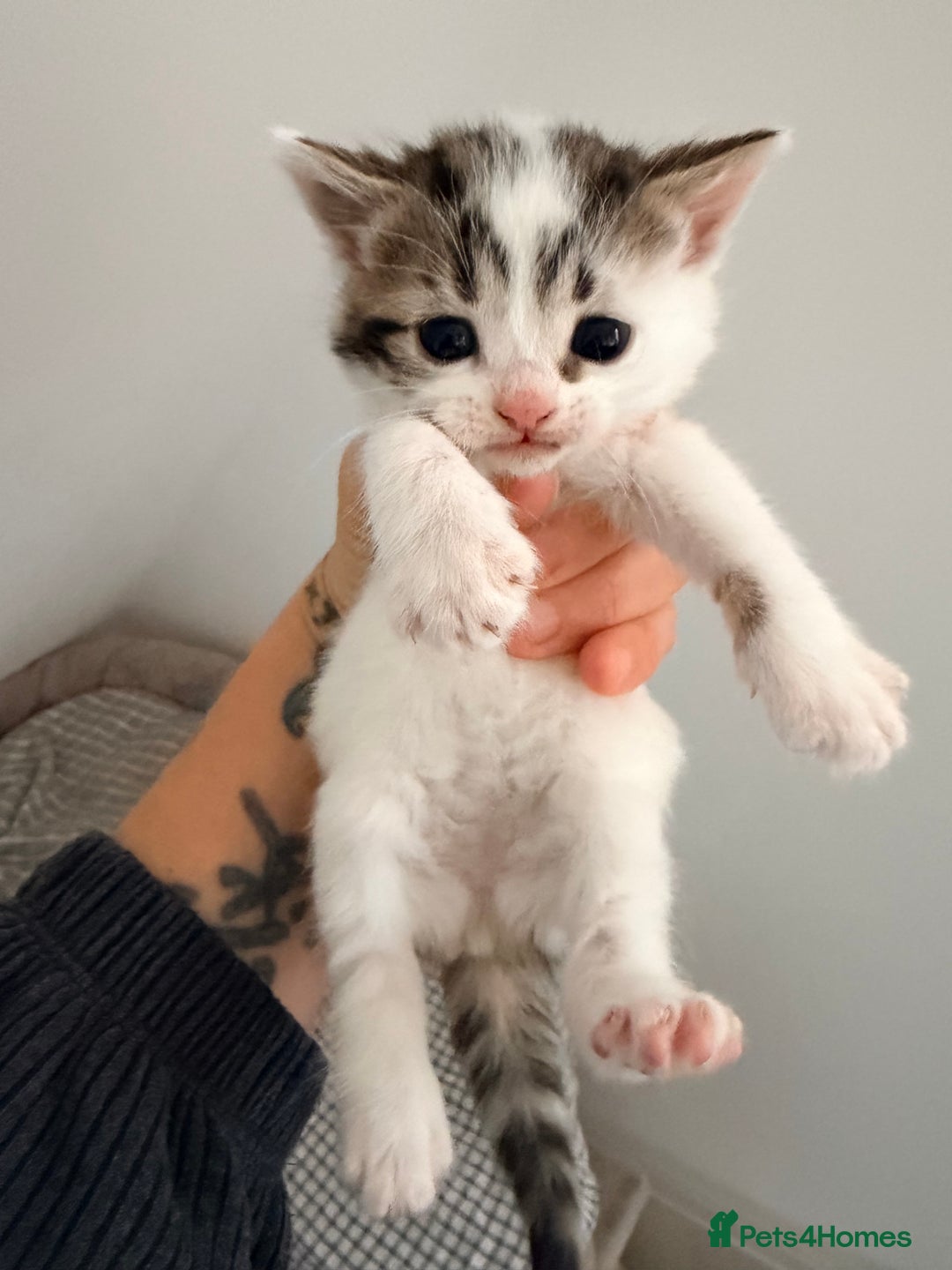 Mixed Breed cats for sale: 3 beautiful kittens - Advert 3