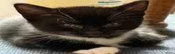 Mixed Breed cats for sale: 8 gorgeous kittens (tuxedo, tortie, tabby, black) - Advert 7