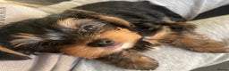 Yorkshire Terrier dogs for sale: Adorable Mini Yorkshire Terrier puppies - Advert 23
