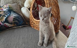 British Shorthair cats for sale: British shorthair blue / lilac kittens  - Image 32