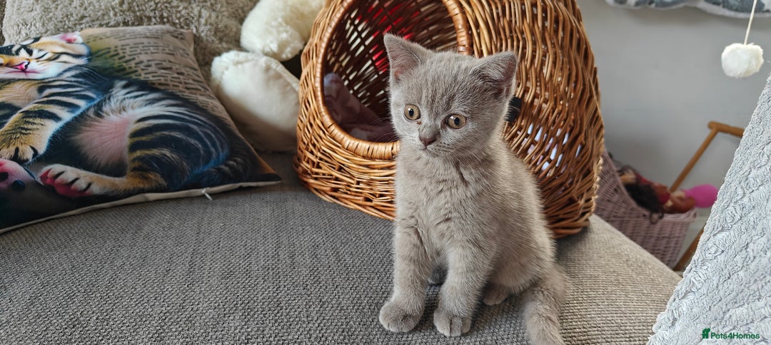 British Shorthair cats for sale: British shorthair blue / lilac kittens  - Image 32