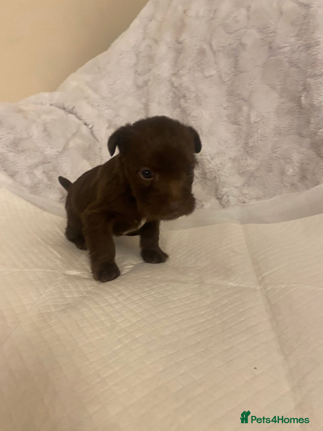 Jackapoo dogs for sale: Jackapoo puppies  - Advert 7