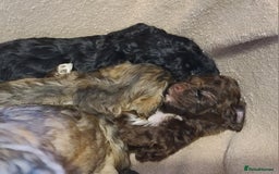 Cockapoo dogs for sale: Super Socialised F1 Cockapoo Puppies. DNA TESTED.  - Image 25