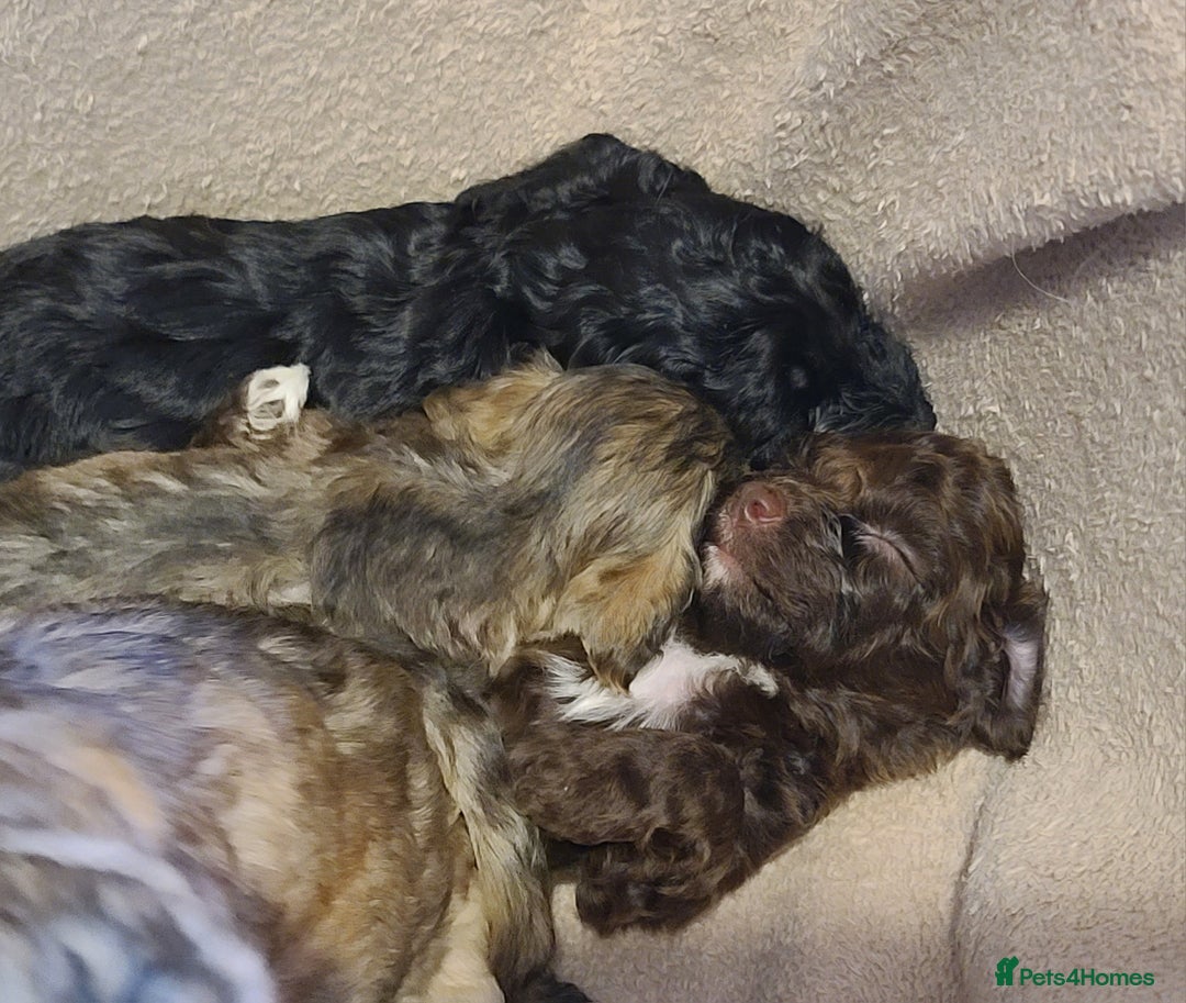 Cockapoo dogs for sale: Super Socialised F1 Cockapoo Puppies. DNA TESTED.  - Image 25