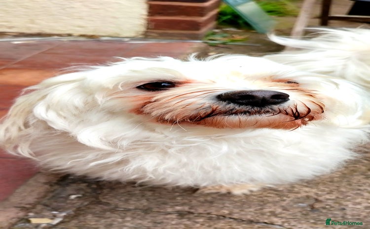Bichon Frise dogs - Advert 1