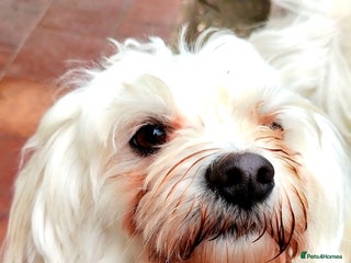 Bichon Frise dogs - Advert 9