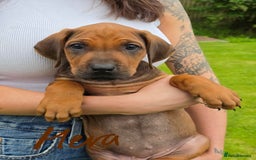 Rhodesian Ridgeback dogs for sale: Stunning Rhodesian RidgeBack Pups.. - Image 3