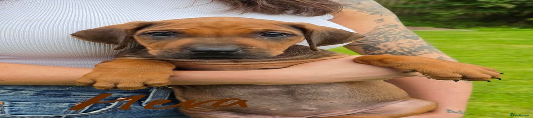 Rhodesian Ridgeback Puppy 11